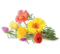 Click & Grow Smart Garden refill Moss Rose 3pcs (SGR26X3)