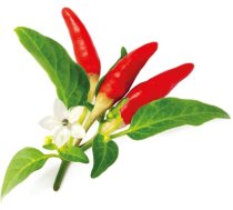 Click & Grow Smart Garden refill Red Hot Chili Pepper 3pcs (SGR52X3)