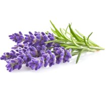 Click & Grow Smart Garden refill Lavender 3pcs (SGR30X3)