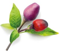 Išmaniojo vazono sėklos Click & Grow Smart Garden refill Purple Chili Pepper 3pcs SGR46X3 (SGR46X3)