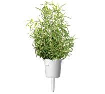 Išmaniojo vazono sėklos Click & Grow Smart Garden refill Rosemary 3vnt SGR51X3 (SGR51X3)
