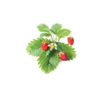 Click & Grow Smart Garden refill Wild Strawberry 3pcs (STRAW-REFILL-3)