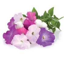 Sėklos Click & Grow Smart Garden refill Petunia 3pcs SGR27X3 (SGR27X3)