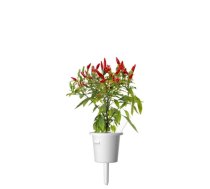Sėklos Click & Grow Smart Garden refill Piri Piri Chili Pepper 3pcs (SGR67X3)
