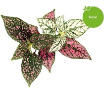 Sėklos išmaniesiems vazonams Click & Grow Smart Garden refill Polka Dot Flower 3pcs (SGR48X3)