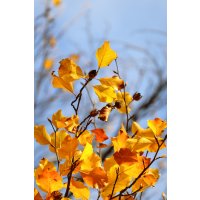 Canon RF-S 55-210mm F5-7.1 IS STM product thumbnail